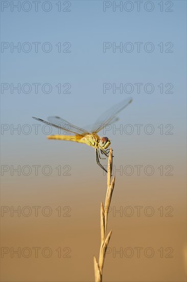 Red-veined darter