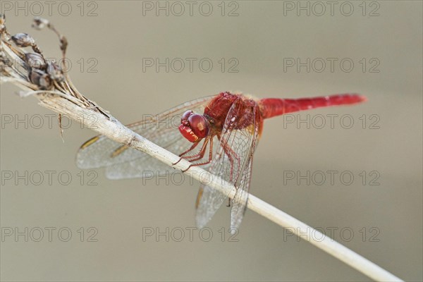 Red-veined darter