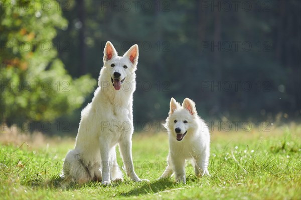 White Swiss Shepherd Dog