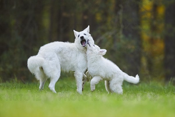 White Swiss Shepherd Dog