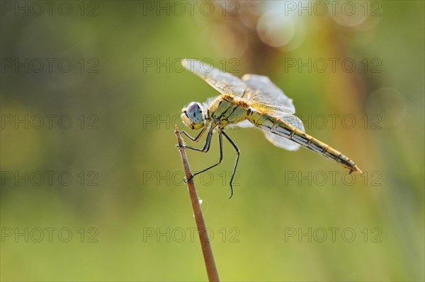 Red-veined darter