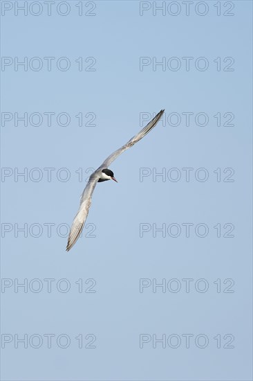 Whiskered tern