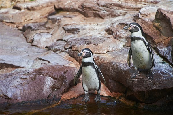 Humboldt penguin