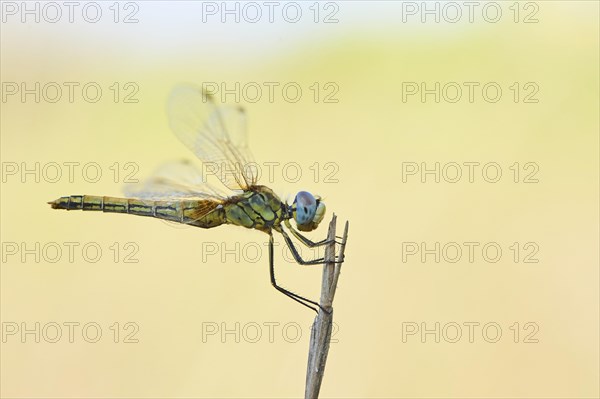 Red-veined darter