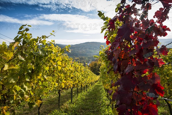 Vineyard in autumn