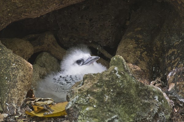 White-tailed Tropicbird