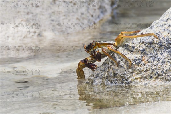 Rock crab