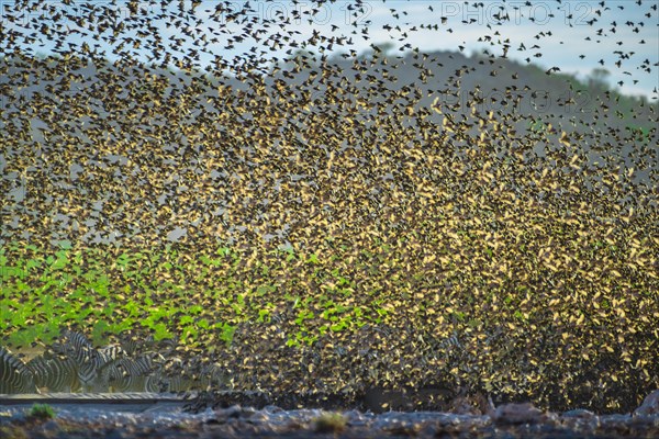 A mega flock of red-billed quelea