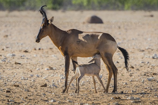 Red hartebeest