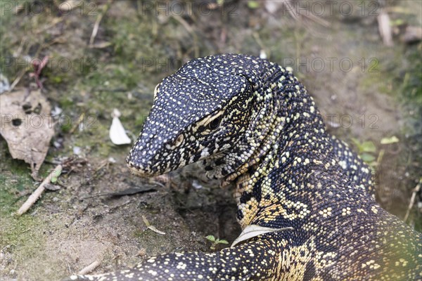 Nile monitor