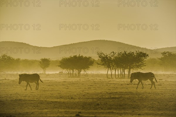 Hartmann's mountain zebra