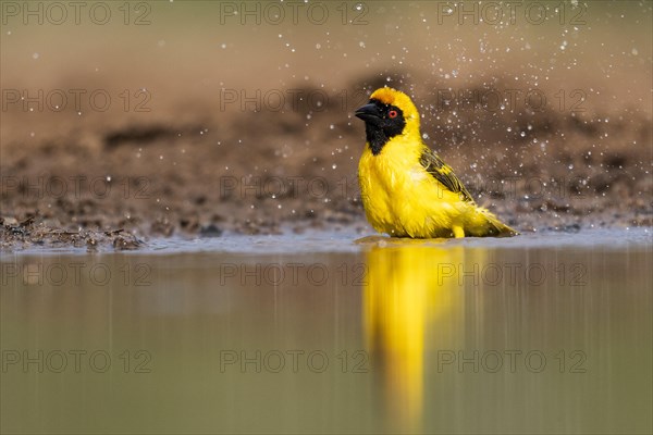 Southern masked weaver