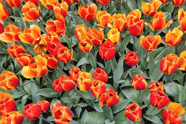 Orange tulips