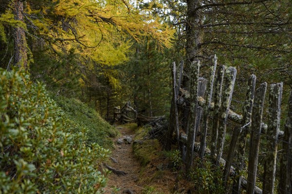 Fence with autumn larches