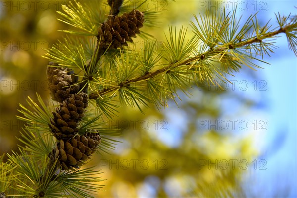 Autumnal yellow larch