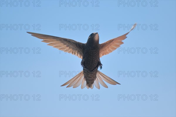 Common swift