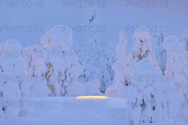 Snow covered trees at sunset