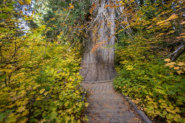 Thick Giant Life Tree in Autumnal Forest