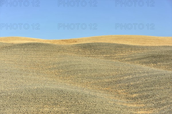 Harvested wheat field