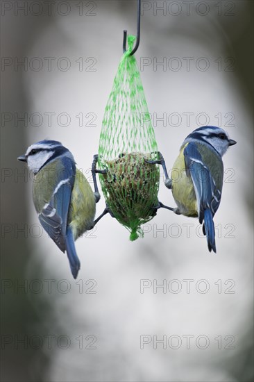 Blue Tit