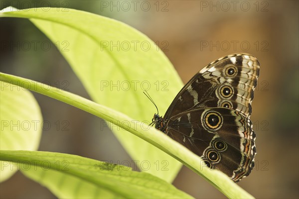 Owl butterfly