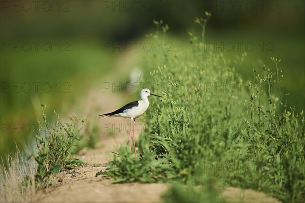 Black-winged stilt