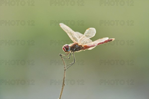 Red-veined darter