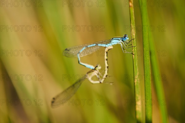 Azure damselfly