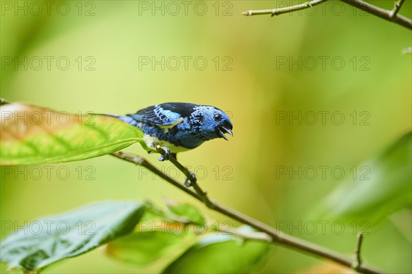 Turquoise tanager