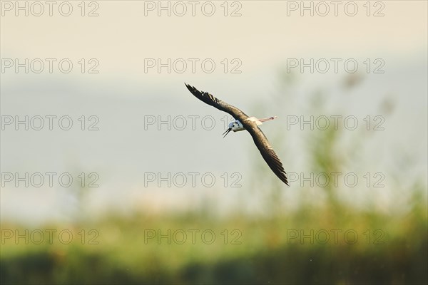 Black-winged stilt