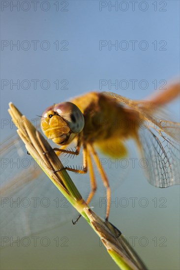 Red-veined darter