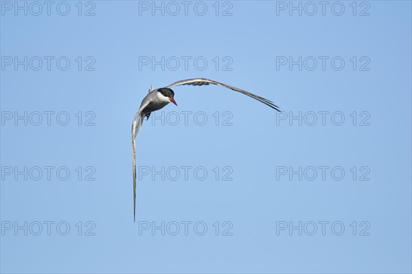 Whiskered tern