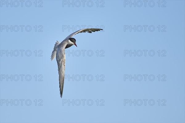 Whiskered tern