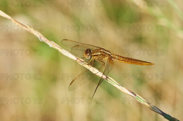 Red-veined darter