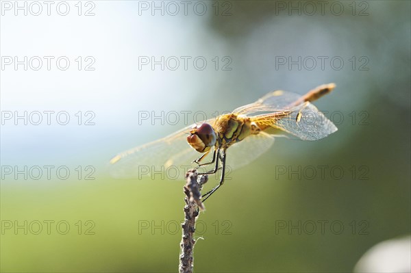 Red-veined darter