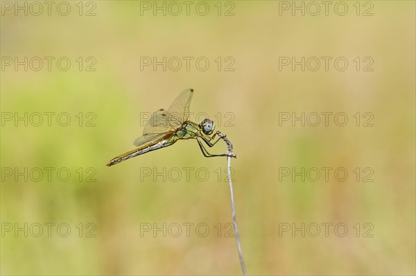 Red-veined darter