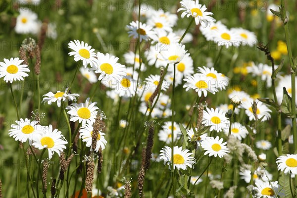 Marguerite