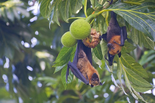 Seychelles fruit bat