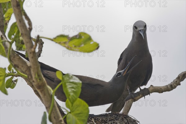 Brown noddy