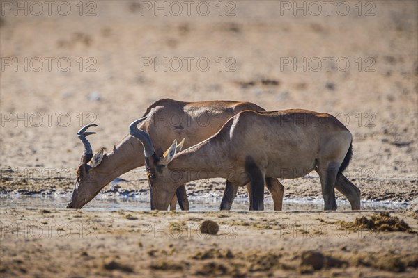 Red hartebeest