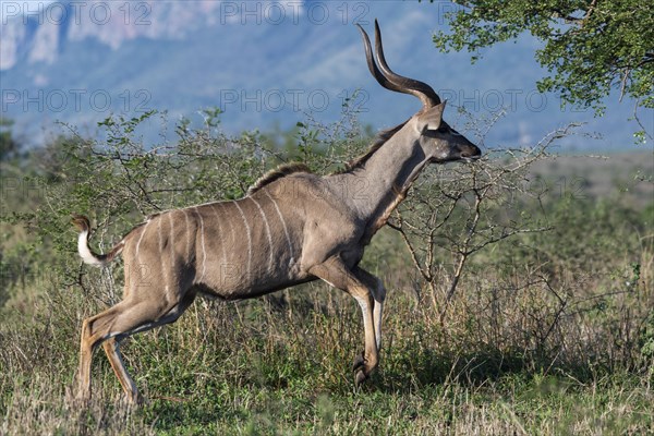 Zambezi greater kudu