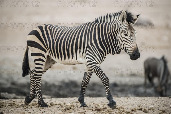 Hartmann's mountain zebra