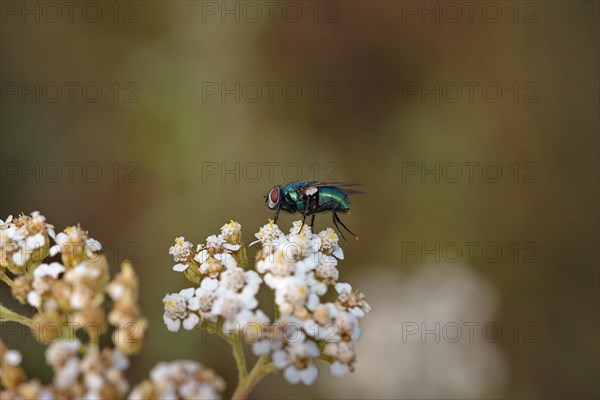 Green bottle fly