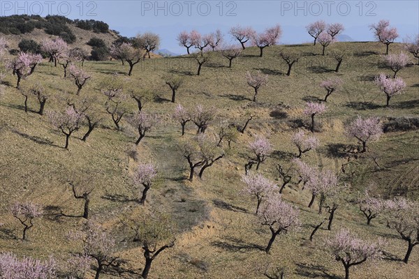 Blooming almond orchard on mountain slope