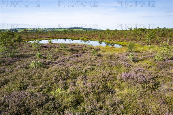 Black bog