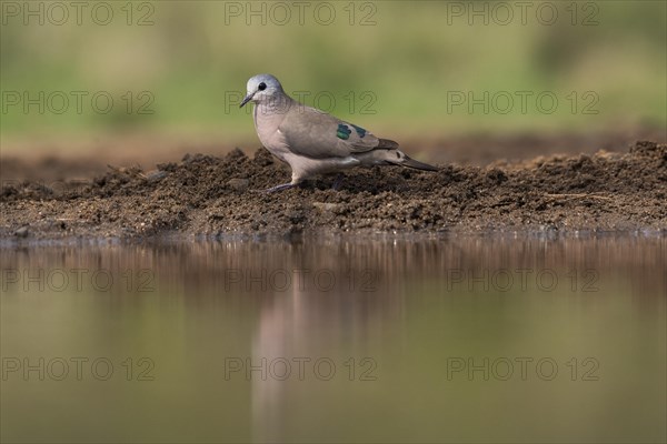 Emerald-spotted wood dove