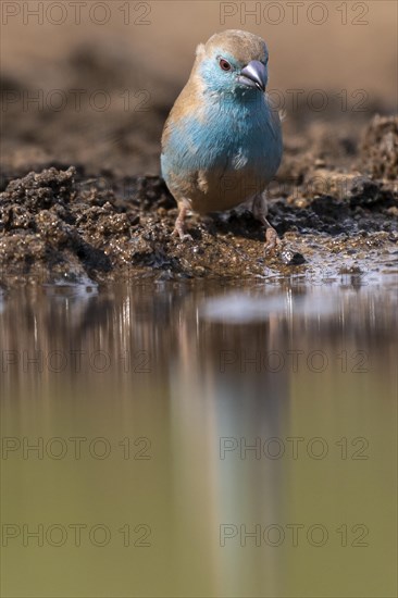 Blue waxbill