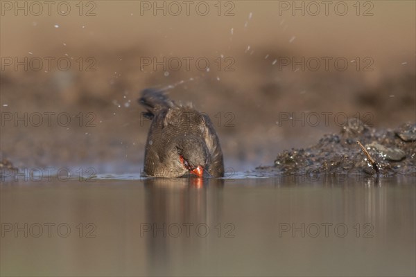 Common waxbill