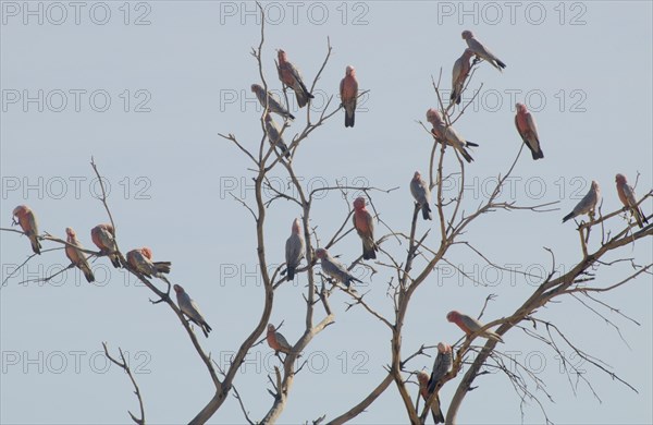 Galahs