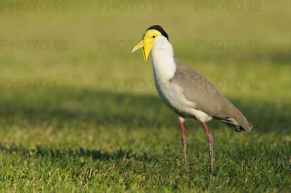 Masked lapwing